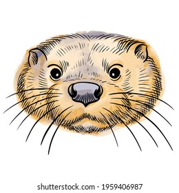 Hand drawn vector portrait of otter with watercolor spots  isolated on white background. Stock illustration of wild water animal in sketch style.