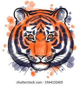 Hand drawn vector portrait of tiger with watercolor spots  isolated on white background. Stock illustration of wild forest animal in sketch style.