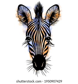 Hand drawn vector portrait of zebra with watercolor spots isolated on white background. Stock illustration of wild Africa animal in sketch style.