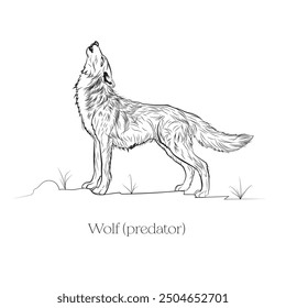 Hand drawn vector predator's art, Vector illustration of Wolf, A predator standing in jungle