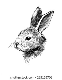 Hand drawn vector rabbit