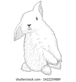 Hand Drawn Vector Rabbit, Cute Bunny, Rabbit  cute illustration. Print for children's t-shirts.
