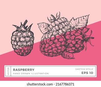 Hand Drawn Vector Raspberry Berries Illustration. Vegan Plant Based Food Drawing With Colorful Background. Isolated