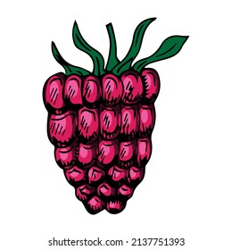 Hand drawn vector raspberry. Doodle of colorful raspberries on a white background. Sweet food. Realistic vector illustration.