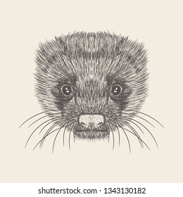 Hand drawn vector of rat face Illustration 