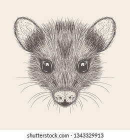 Hand drawn vector of rat Illustration 