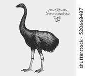 hand drawn vector realistic bird, sketch graphic style, moa bird, dinornis novaezelandiae extinct species.