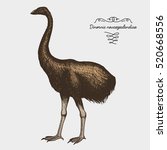 hand drawn vector realistic bird, sketch graphic style, moa bird, dinornis novaezelandiae extinct species.