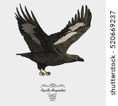 hand drawn vector realistic bird, sketch graphic style, aquila chrysaetos, golden eagle.