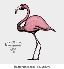 hand drawn vector realistic bird, sketch graphic style, pink flamingo, phoenicopteridae.