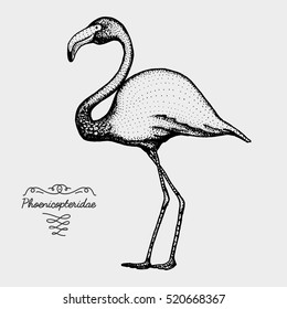 hand drawn vector realistic bird, sketch graphic style, pink flamingo, phoenicopteridae,