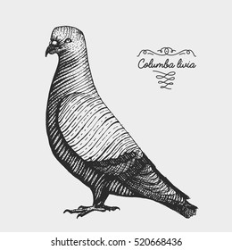 hand drawn vector realistic bird, sketch graphic style, pigeon, dove, columba livia