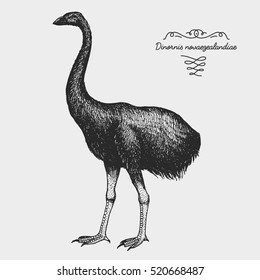 hand drawn vector realistic bird, sketch graphic style, moa bird, dinornis novaezelandiae extinct species.