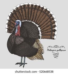 hand drawn vector realistic bird, sketch graphic style, turkey, meleagris gallopavo, thanksgiving day symbol