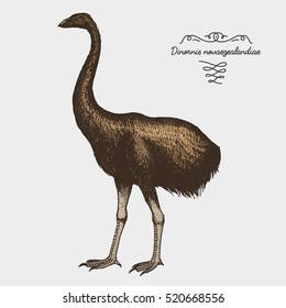 hand drawn vector realistic bird, sketch graphic style, moa bird, dinornis novaezelandiae extinct species.