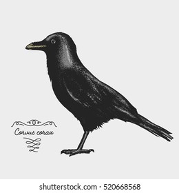 hand drawn vector realistic bird, sketch graphic style, corvus corax, ravena