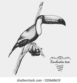 hand drawn vector realistic bird, sketch graphic style,toco toucan, ramphastos toco