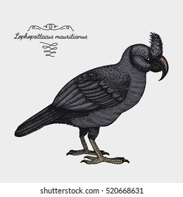 hand drawn vector realistic bird, sketch graphic style, extinct species lophopsittacus mauritianus , broad-billed parrot.