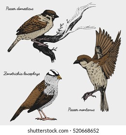 hand drawn vector realistic bird, sketch graphic style, white crowned sparrow, passer domesticus, sparrow