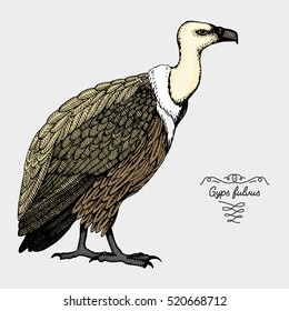 hand drawn vector realistic bird, sketch graphic style, gyps fulvus, griffon vultures