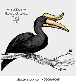 hand drawn vector realistic bird, sketch graphic style, buceros rhinoceros, rhinoceros hornbill