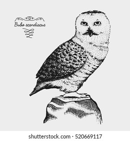 hand drawn vector realistic bird, sketch graphic style, bubo scandiacus, white owl