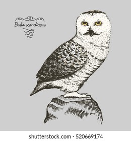 hand drawn vector realistic bird, sketch graphic style, bubo scandiacus, white owl