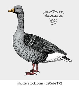 hand drawn vector realistic bird, sketch graphic style, goose domesticus, anser