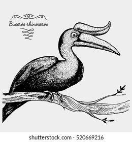 hand drawn vector realistic bird, sketch graphic style, buceros rhinoceros, rhinoceros hornbill