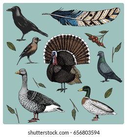 hand drawn vector realistic bird, sketch graphic style, set of domestic. turkey and duck. goose and crow. dove and sparrow. raven and feather.