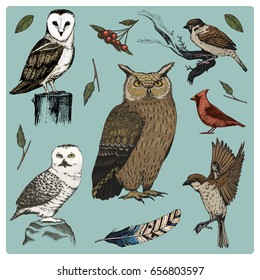 hand drawn vector realistic bird, sketch graphic style, set of domestic. turkey and duck. goose and red cardinal. dove and sparrow. raven and feather. typo alba, white owl, barn, long-eared.