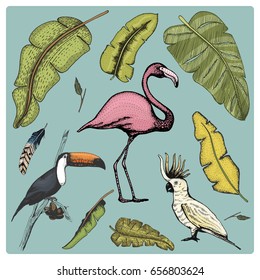 hand drawn vector realistic bird, sketch graphic style, set of domestic. cockatoo parrot, toco toucan and flamingo.