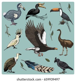 hand drawn vector realistic bird, sketch graphic style, set of domestic. griffon vultures, cockatoo and broad-billed parrot. rhinoceros hornbill and extinct species. moa, dodo and feather.