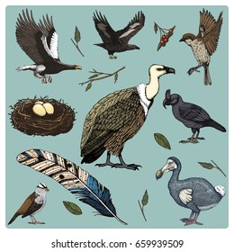 hand drawn vector realistic bird, sketch graphic style, set of domestic. griffon vultures and broad-billed parrot. rhinoceros hornbill and extinct species. moa, dodo and feather. Nest with eggs.