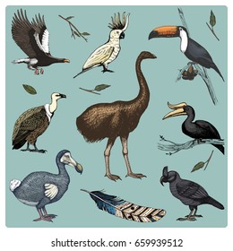 hand drawn vector realistic bird, sketch graphic style, set of domestic. griffon vultures and broad-billed parrot. rhinoceros hornbill and extinct species. moa, dodo and feather. Nest with eggs.