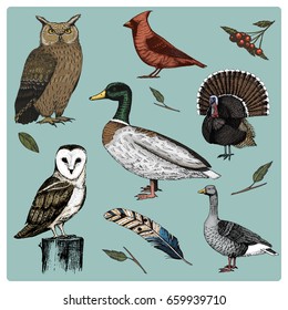hand drawn vector realistic bird, sketch graphic style, set of domestic. turkey and duck. goose and red cardinal. dove and sparrow. raven and feather. typo alba, white owl, barn, long-eared.