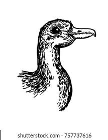 hand drawn vector realistic bird, sketch graphic style, domestic duck, anas platyrhynchos, canard,