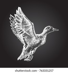 Hand drawn vector realistic bird, sketch graphic style, wild duck, mallard flying off