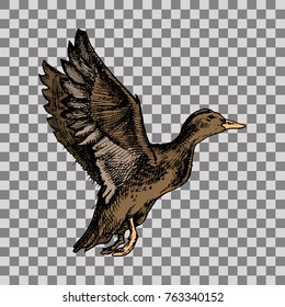 Hand drawn vector realistic bird, sketch graphic style, wild duck, mallard flying off