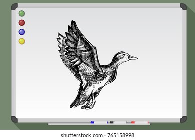 Hand drawn vector realistic bird, sketch graphic style, wild duck, mallard flying off