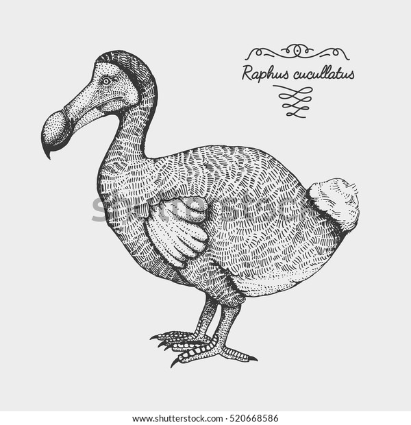 hand drawn vector\
realistic bird, sketch graphic style, dodo bird, raphus cucculatus,\
extinct species