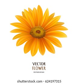 Hand drawn vector realistic illustration of Gerbera Daisy flower isolated on white background.