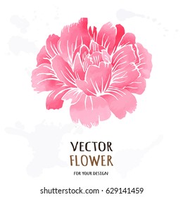 Hand drawn vector realistic illustration of dahlia flower isolated on white background.