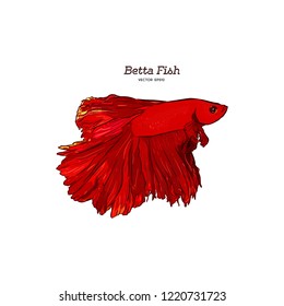 Hand drawn vector red Betta Splendens fish isolated on white background