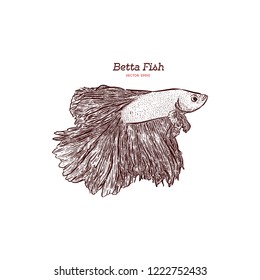 Hand drawn vector red Betta Splendens fish isolated on white background