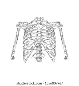 Hand drawn vector, ribs illustration 