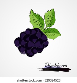 Hand drawn vector ripe blackberry fruit on light background