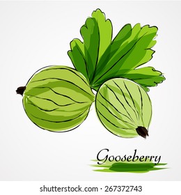  Hand drawn vector ripe green gooseberry fruits on the light background