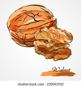 Hand drawn vector ripe walnuts on light background