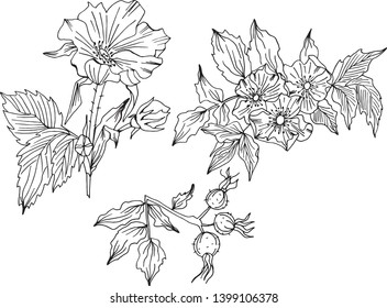 Hand drawn vector Rosa canina flowers and buds set on white background - Vector file for your design